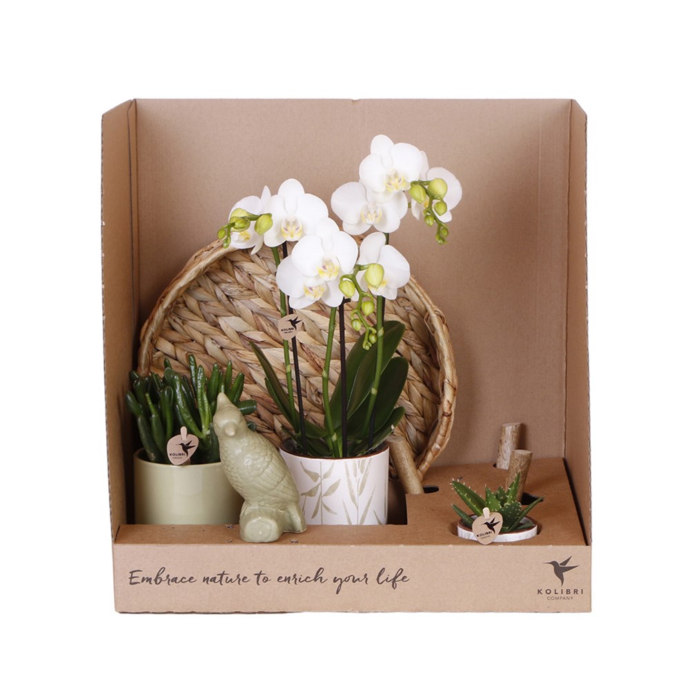 Botanical Giftset large - Verdant Harmony